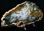 Gorgeous Hubbard Petrified Wood Slab - x #5025-3